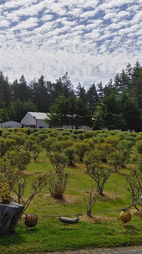 Rows of blueberry bushes on the Misty Meadows farm, forest behind